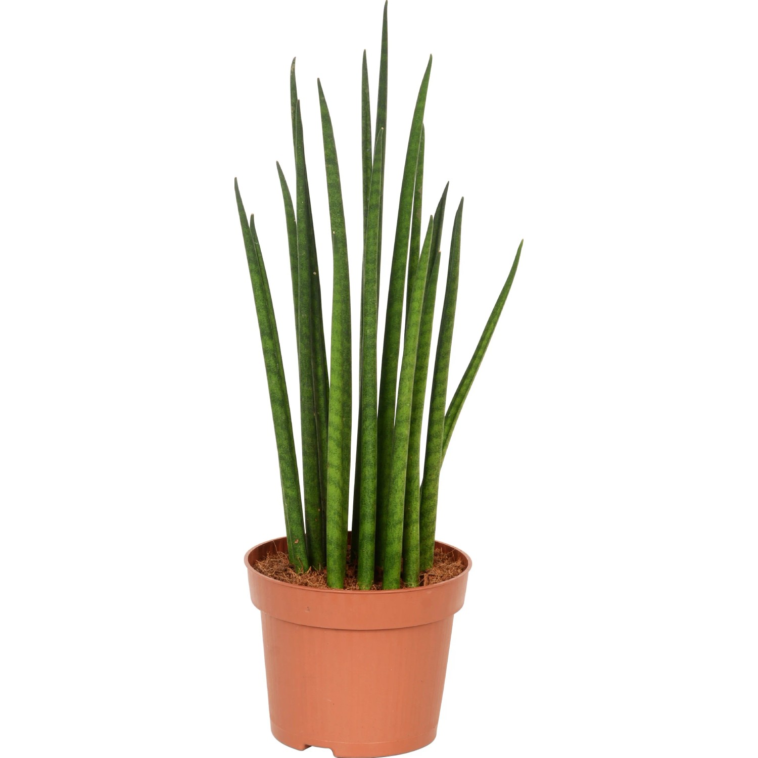 Bogenhanf Sanseveria Cylindrica im Topf, eine grüne Sukkulente von GROW by OBI.