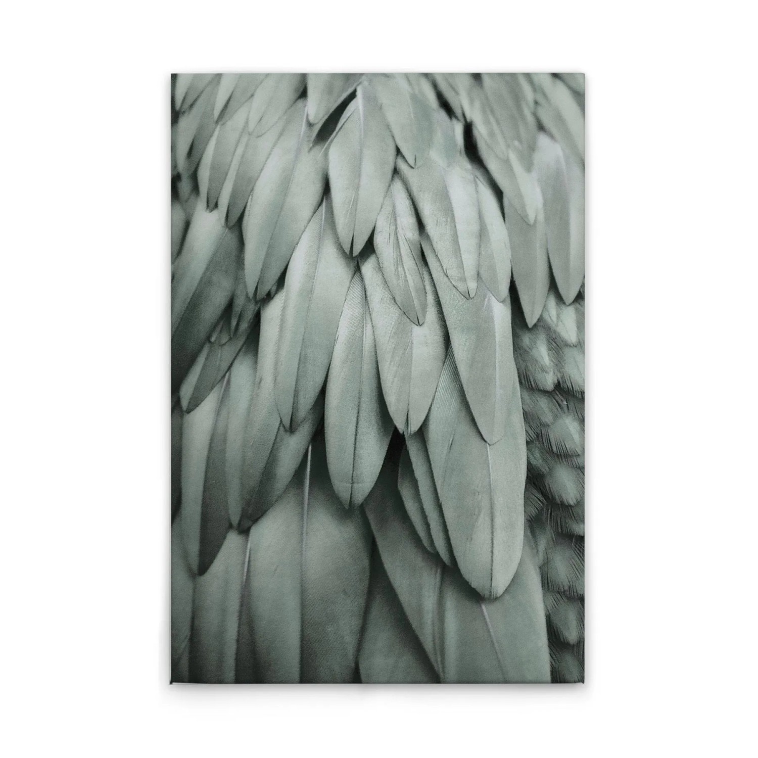 Tadessi Leinwandbild - M1-No.50654 - Federn Modern - 30 x 45 cm - Querformat