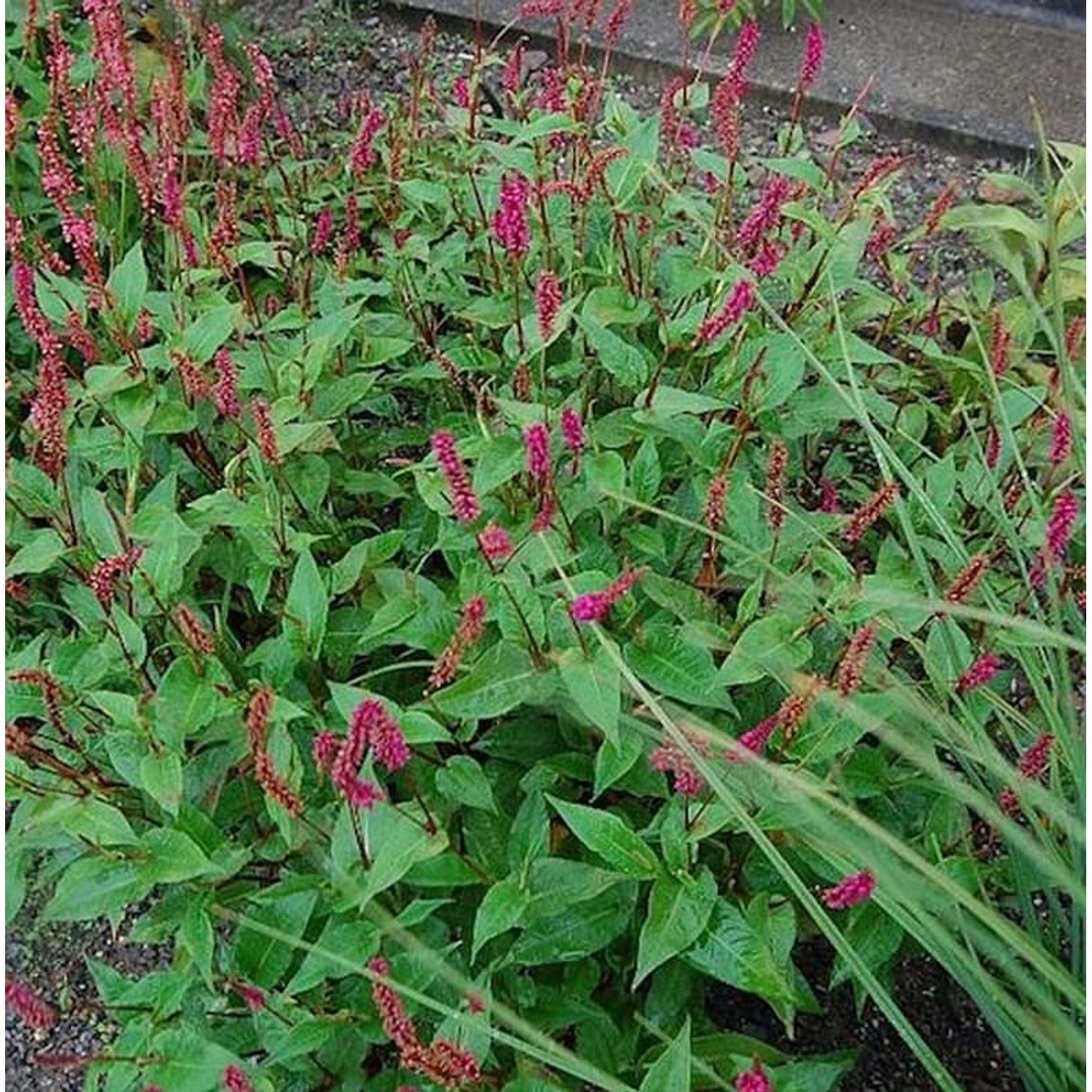 Hängender Kerzenknöterich - Persicaria amplexicaulis günstig online kaufen