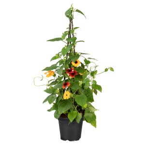 Schwarzäugige Susanne als Pyramide im Topf, orange und rote Blüten. Blühende Kübelpflanze.