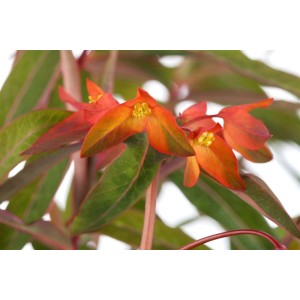 Nahaufnahme der orange-roten Blüten der Euphorbia Griffithii Fireglow Wolfsmilch Staude.