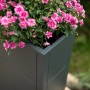 Anthrazitfarbener Westmann Pflanzkübel Talus XL mit pinkfarbenen Blumen.