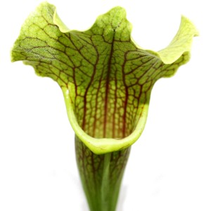 Schlauchpflanze Sarracenia im Topf, grüne fleischfressende Pflanze mit auffälliger Schlauchform.