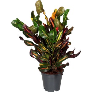 Kroton Mammi im Topf, eine farbenfrohe Grünpflanze von GROW by OBI mit gewellten Blättern.