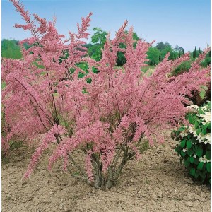 Tamariske 'Tetrandra' mit rosa Blüten, Strauch für Garten & Kübel.