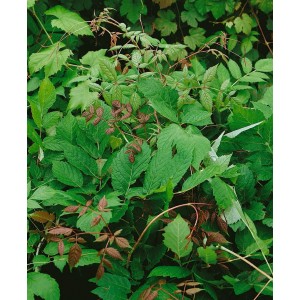 Dekorative Ampelopsis Megalophylla Kletterpflanze mit grünem Laub.