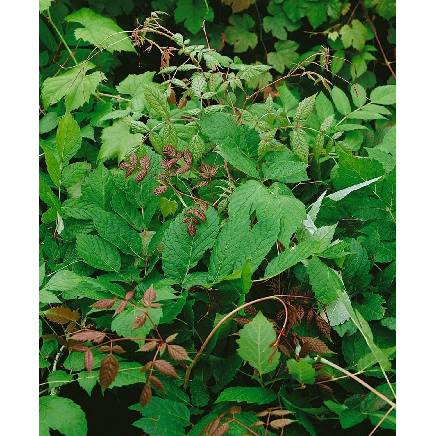Ampelopsis Megalophylla 60–100 cm Dekoratives Laub günstig online kaufen