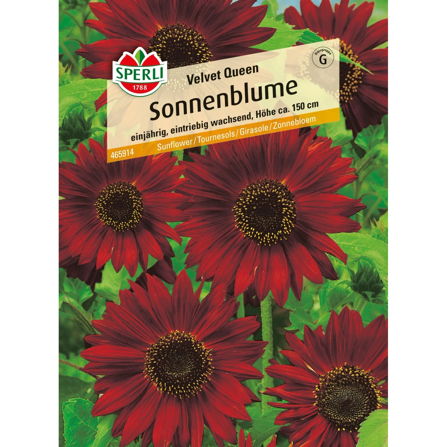 Sperli Sonnenblume "Velvet Queen" Rot