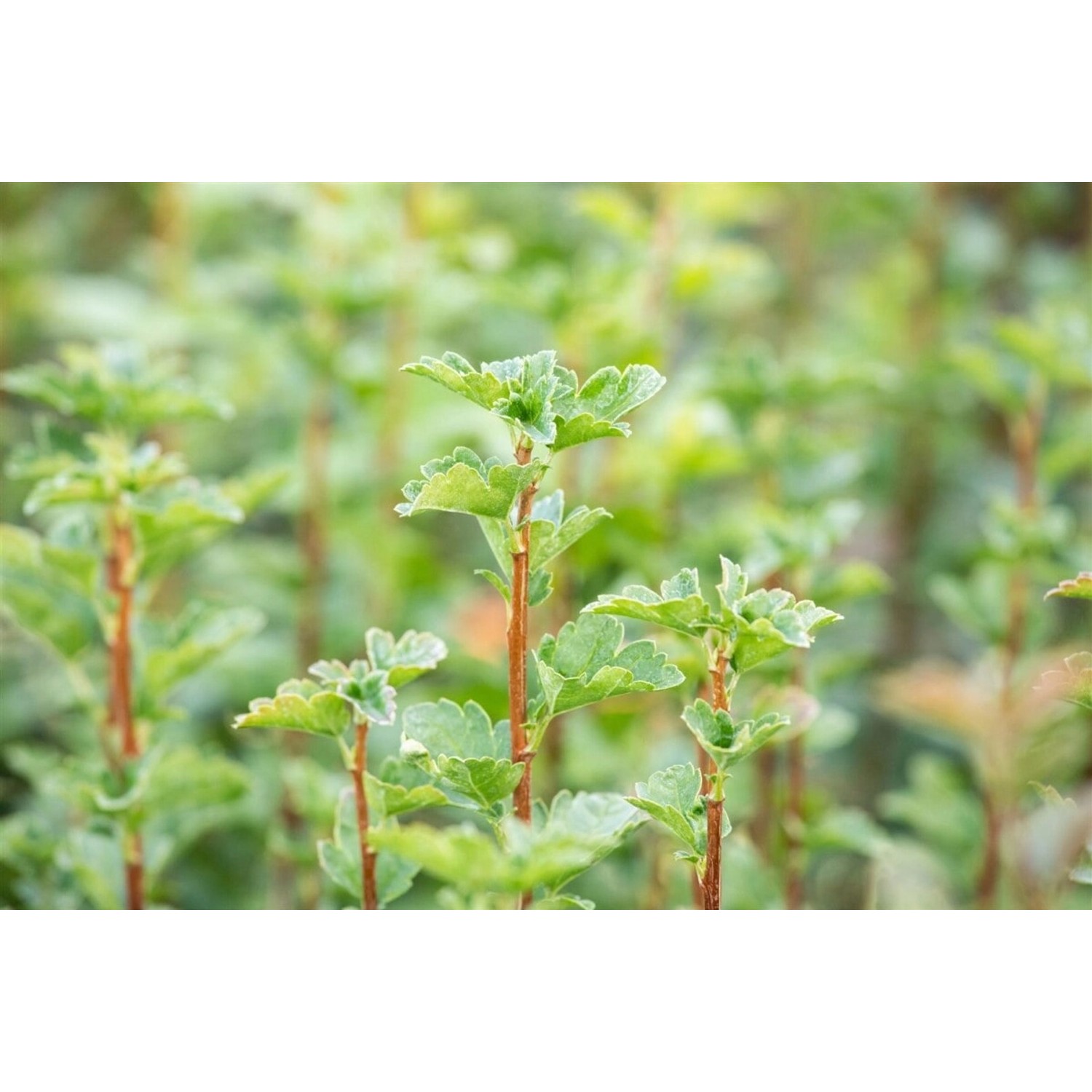 Ribes alpinum 'Schmidt' 60-100 cm günstig online kaufen