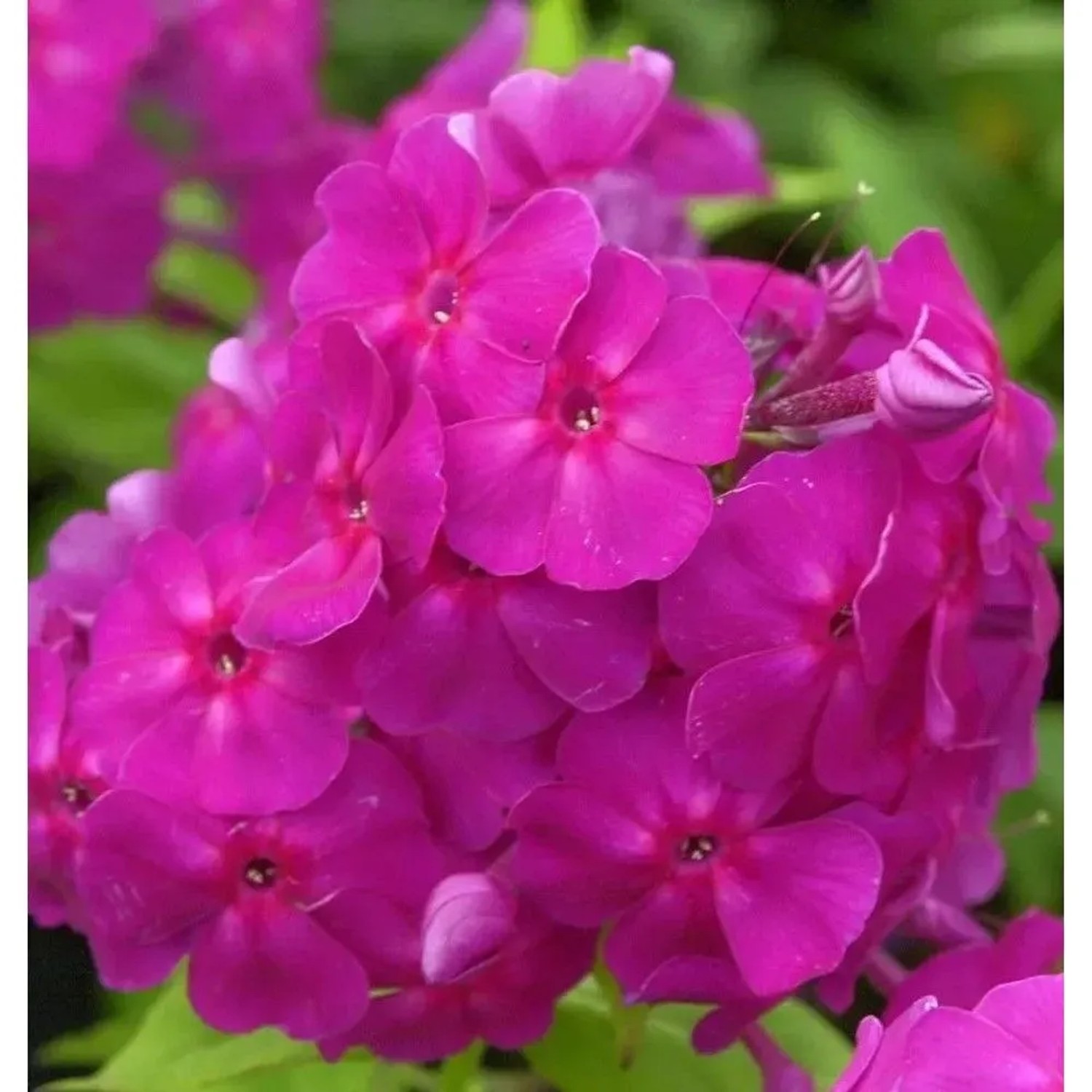 Hohe Flammenblume Robert Poore - Phlox Paniculata