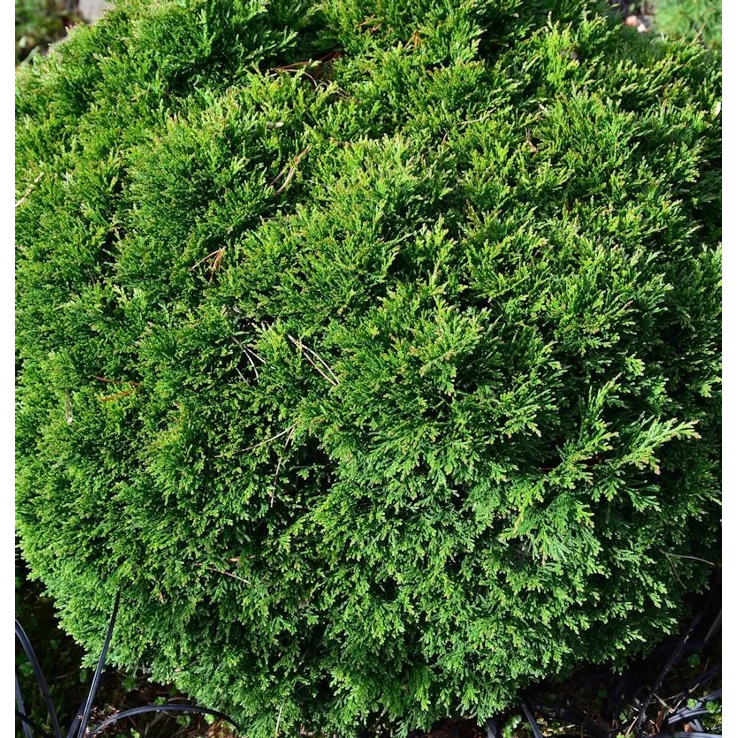 Scheinzypresse Green Globe 10-15cm - Chamaecyparis,awsoniana