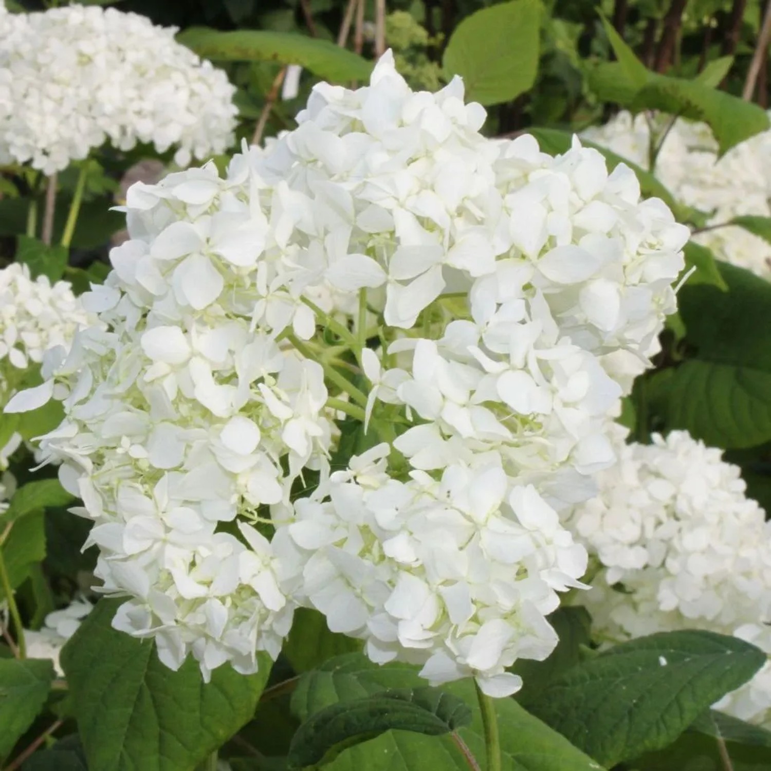 Wald-Hortensie 'Grandiflora' Hydrangea arborescens 30 bis 50 cm im Container Weiße Blüten