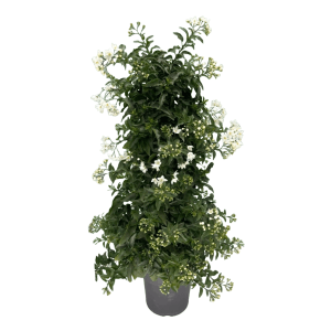 Sommerjasmin Pyramide im Topf, ca. 100 cm hoch, mit weißen Blüten. Blühende Kübelpflanze.