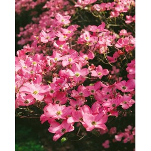 Rosa blühender Blumen-Hartriegel (Cornus Florida Rubra), ca. 40-60 cm hoch.