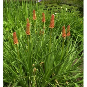 Grasartige Fackellilie St Gallen (Kniphofia galpinii) mit orangeroten Blütenständen im Garten.