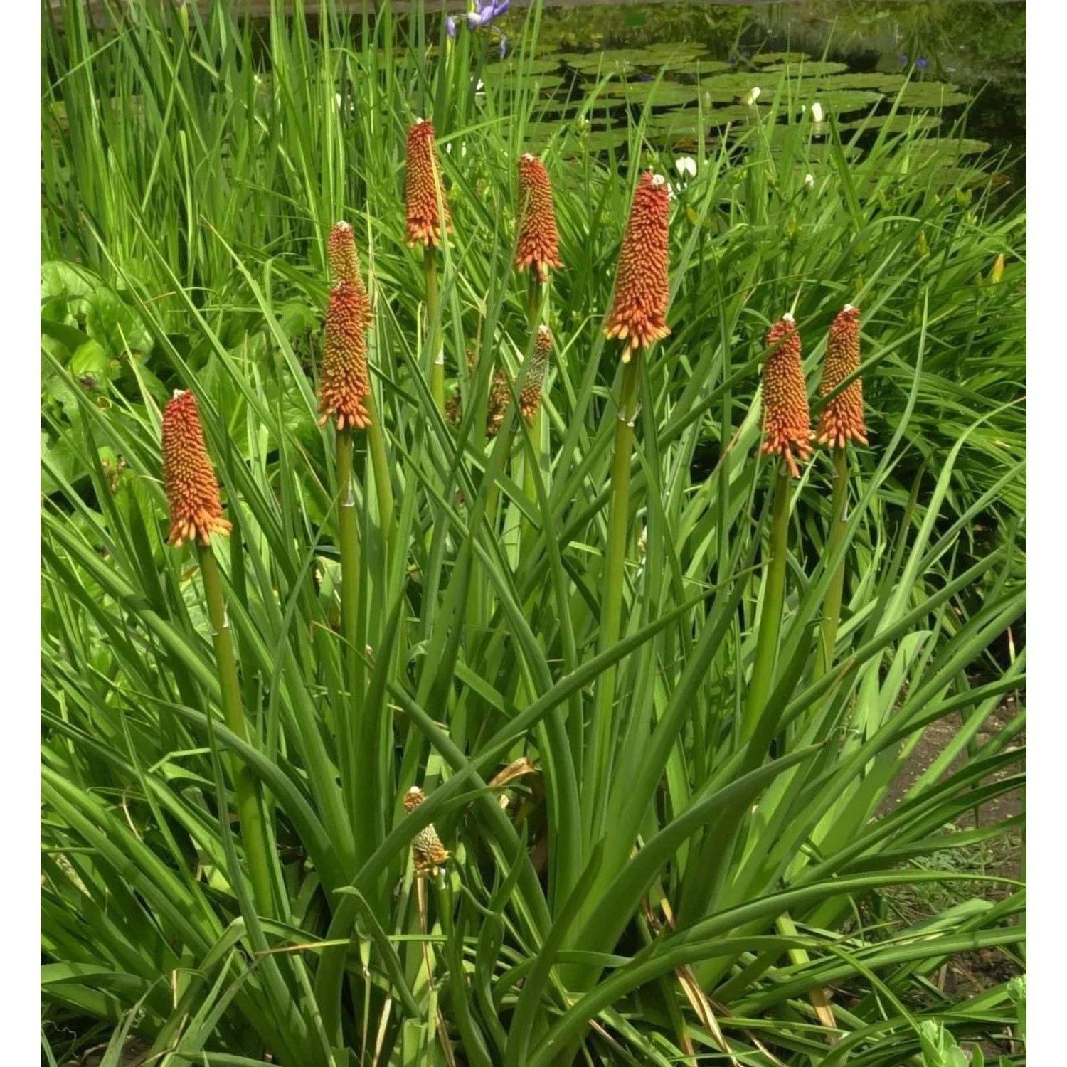 Grasartige Fackellilie St Gallen - Kniphofia galpinii günstig online kaufen