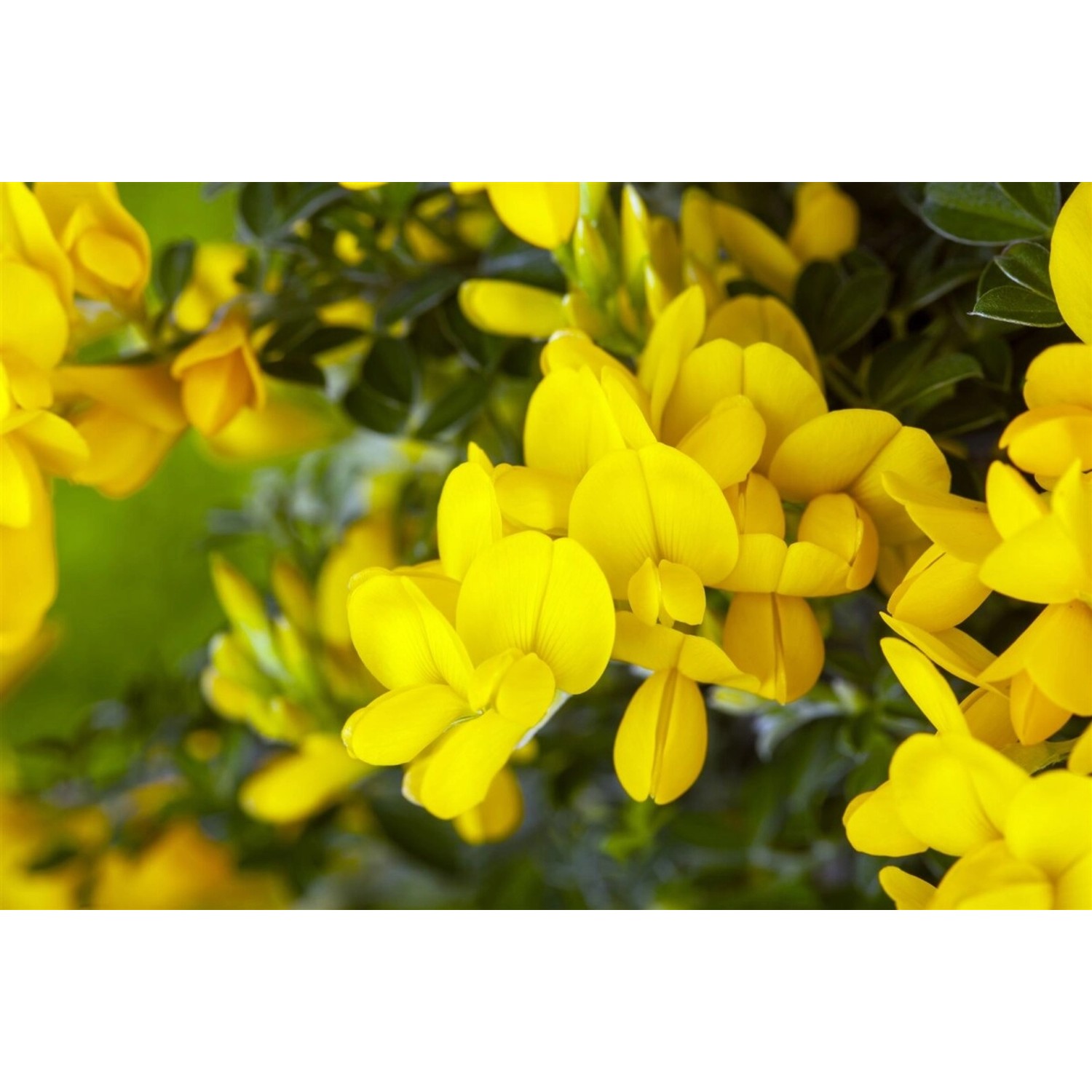 Genista Tinctoria Färberginster Royal Gold 40-60 cm günstig online kaufen