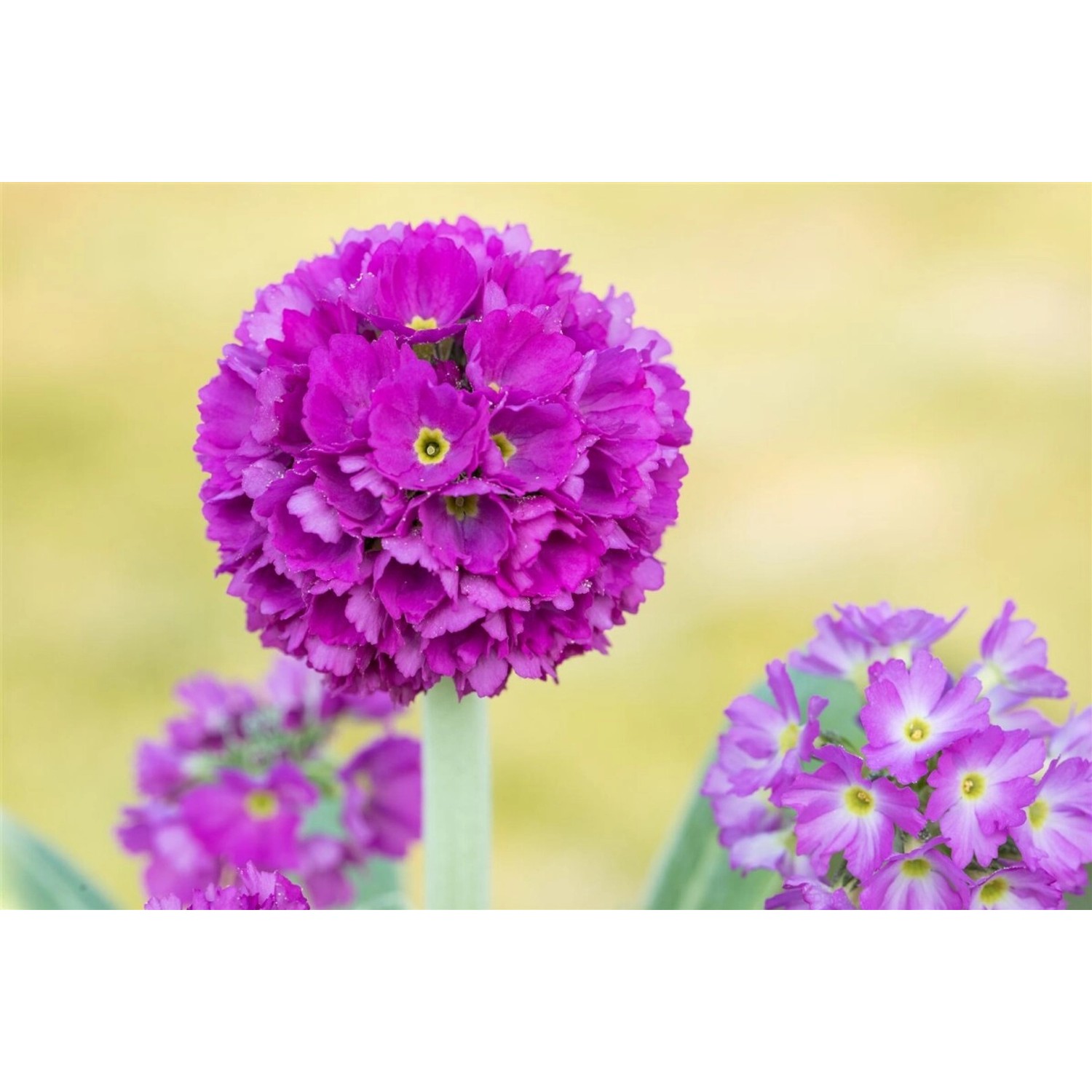 Primula Denticulata Kugelprimel Rubin Ca 9x9 cm Topf günstig online kaufen