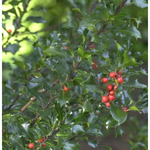 Hochstamm Stechpalme Ilex Blue Angel mit roten Beeren und grünen Blättern.