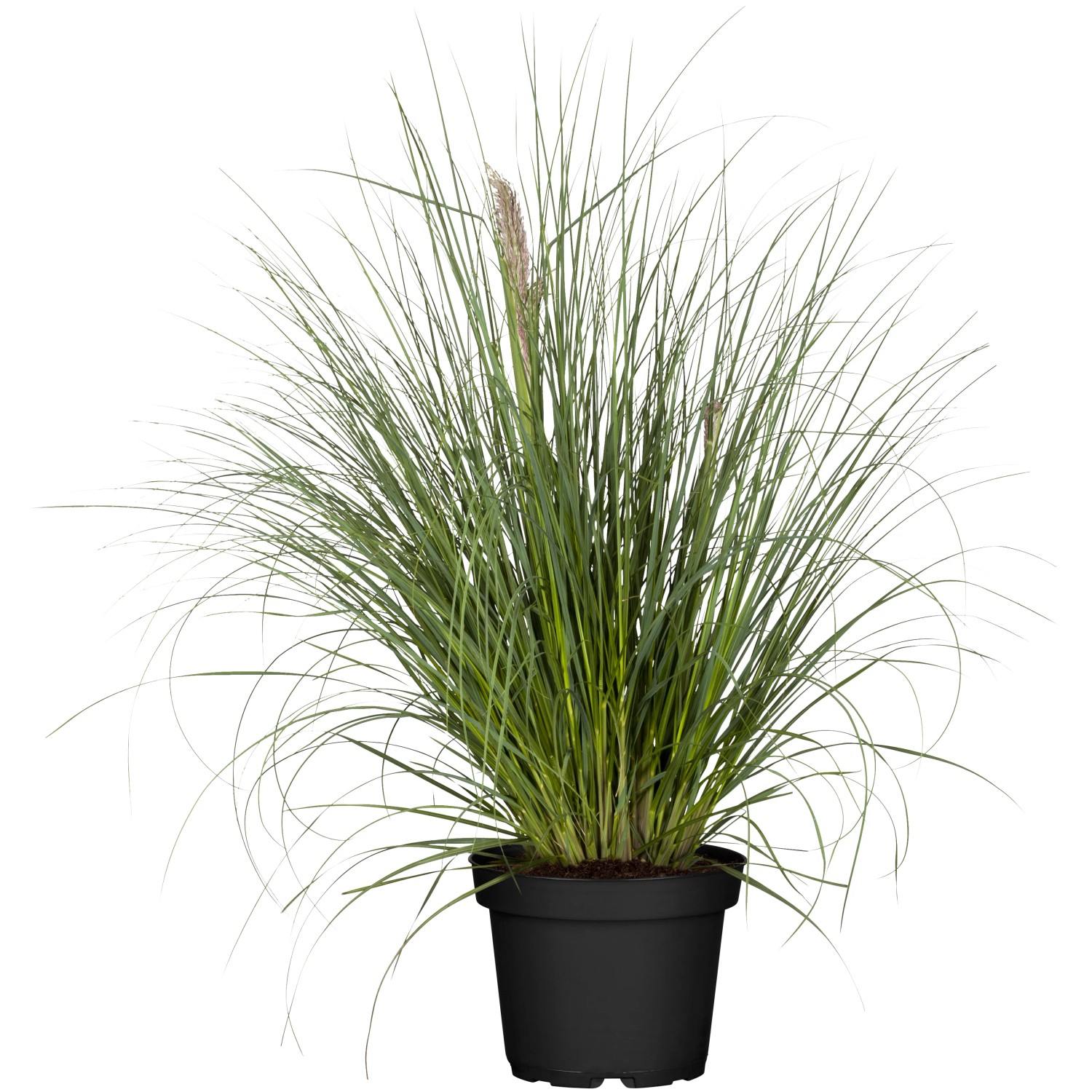 Pampasgras Cortaderia Hhe 80-150 cm Topf 22 cm kaufen bei OBI