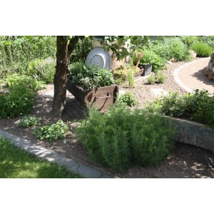 Blu Cola-Strauch im Topf (ca. 12cm) im Gartenbeet, umgeben von anderen Kräutern.
