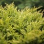 Gelbgrüner Kriechwacholder 'Limeglow' als Bodendecker im Detail.
