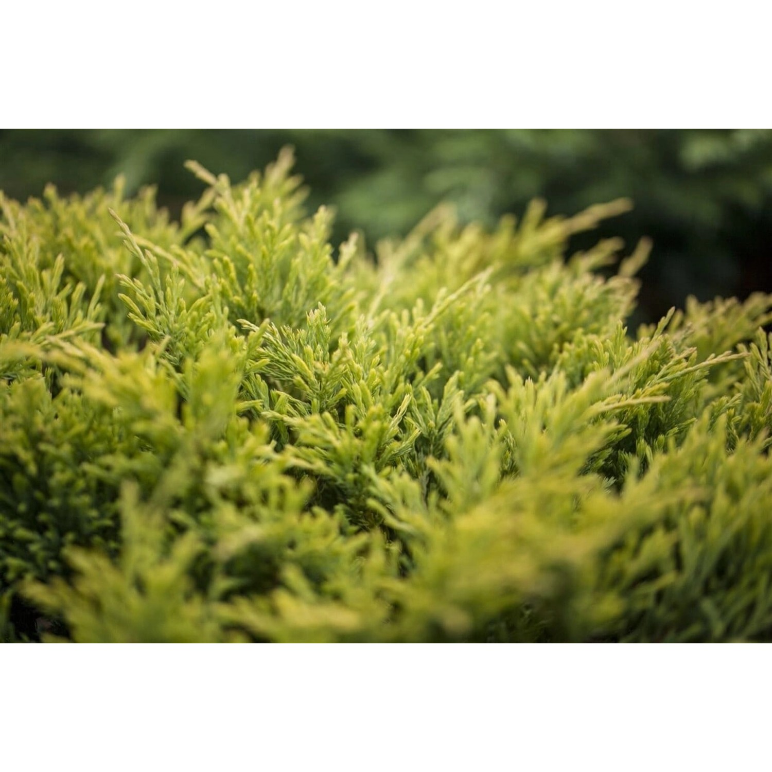 Juniperus Horizontalis Limeglow Kriech-Wacholder Gelbgrün 20–25 cm günstig online kaufen