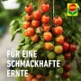 Tomatenpflanze mit reifen Tomaten, gedüngt mit Compo Bio Obst- und Gemüsedünger.