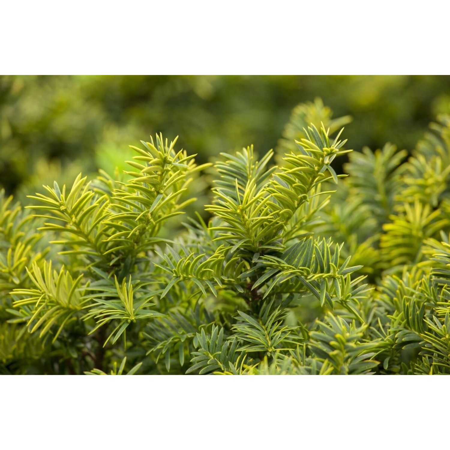 Taxus baccata 'Summergold' 100-125 cm günstig online kaufen