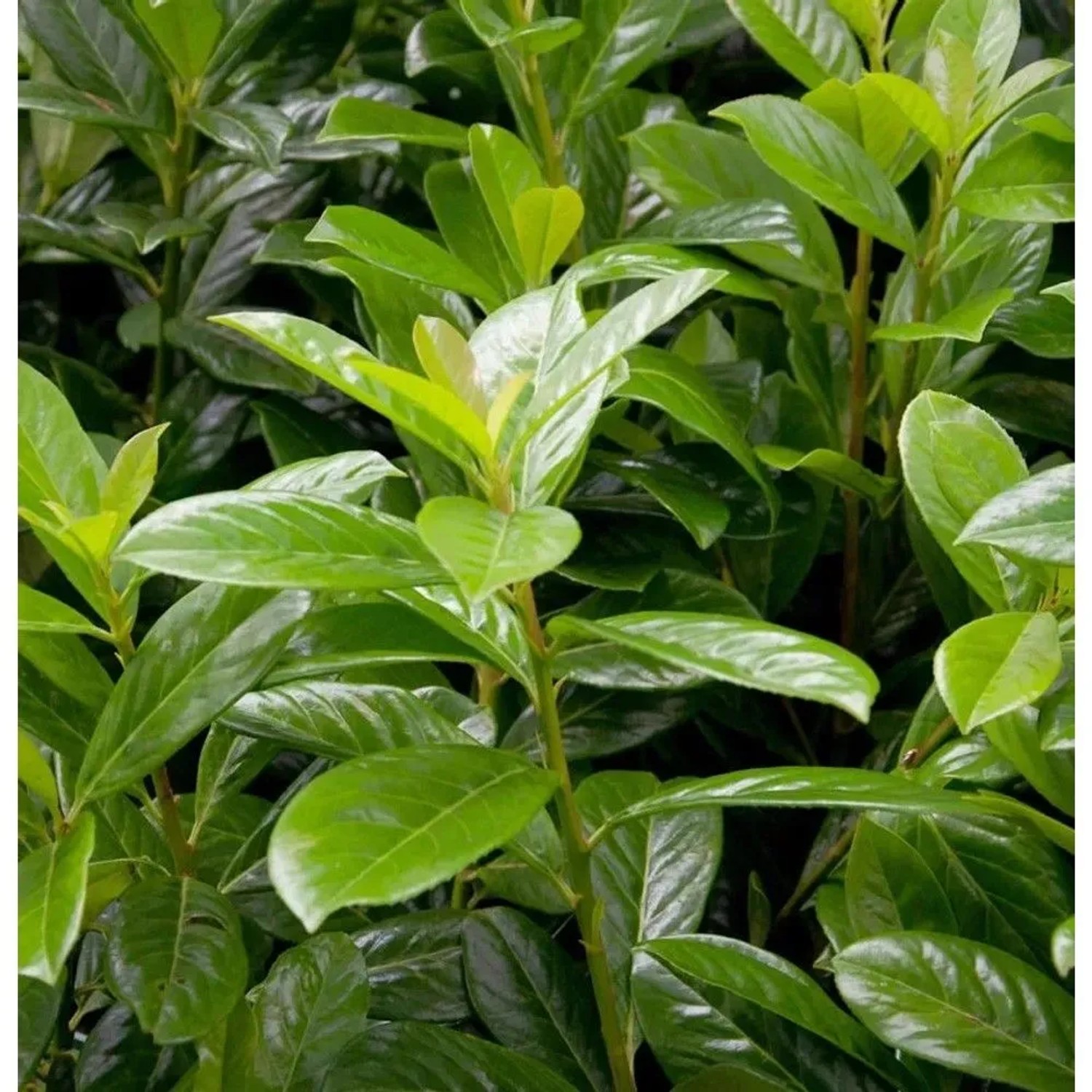 Kirschlorbeer Novita 125-150cm - Prunus,aurocerasus