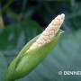 Nahaufnahme der Blüte einer Dennerle Anubias Barteri Aquariumpflanze.