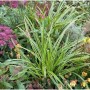 Immergrüne Japan Segge 'Variegata' (Carex morrowii) im Gartenbeet, grüne Blätter mit weißem Rand.