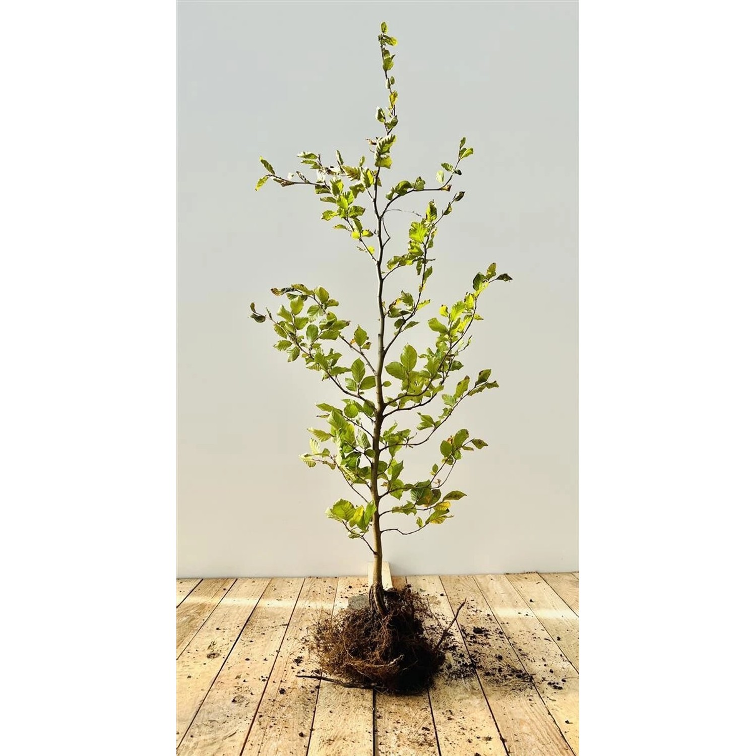 Fagus Sylvatica Rotbuche 80–100 cm günstig online kaufen