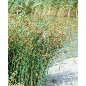 Teichbinse (Scirpus lacustris) im 9x9 cm Topf, grüne Halme mit braunen Blütenständen vor Teich.