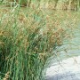 Teichbinse (Scirpus lacustris) im 9x9 cm Topf, grüne Halme mit braunen Blütenständen vor Teich.
