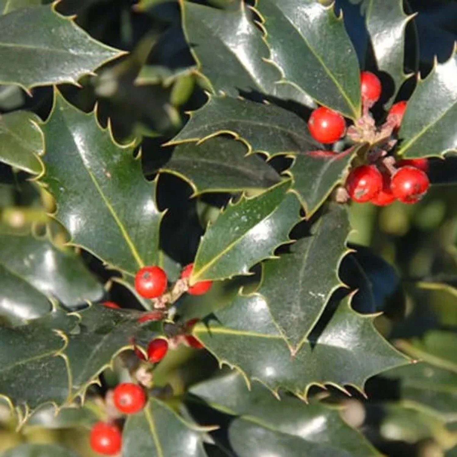 arborix Alaska-Stechpalme 'Alaska' Ilex Aquifolium 40 Bis 60 Cm Im Container Immergrün