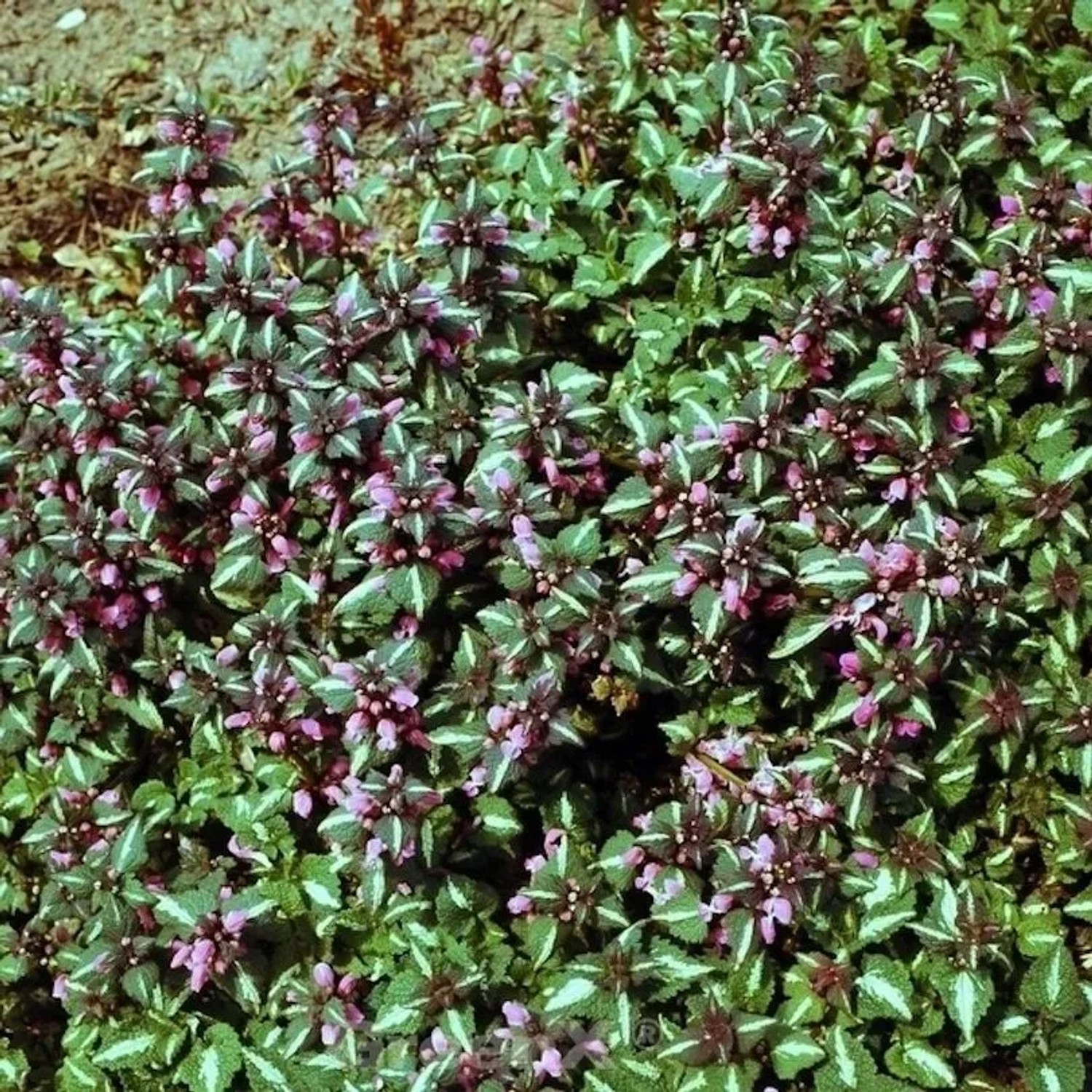 Waldnessel Argenteum - Lamium maculatum