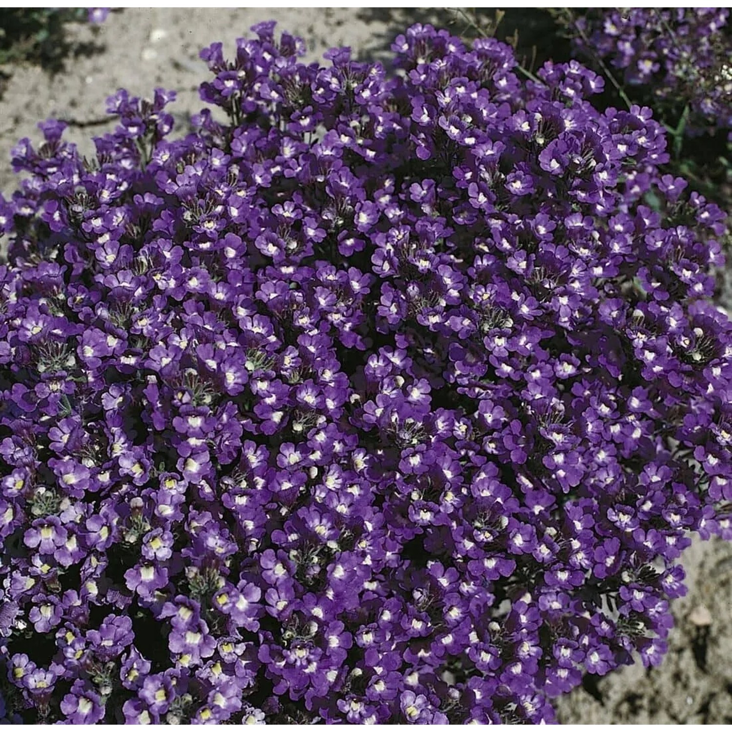 Detailaufnahme der blauen Blüten des Chaenarrhinum Origanifolium Blue Dream im 9x9 cm Topf.