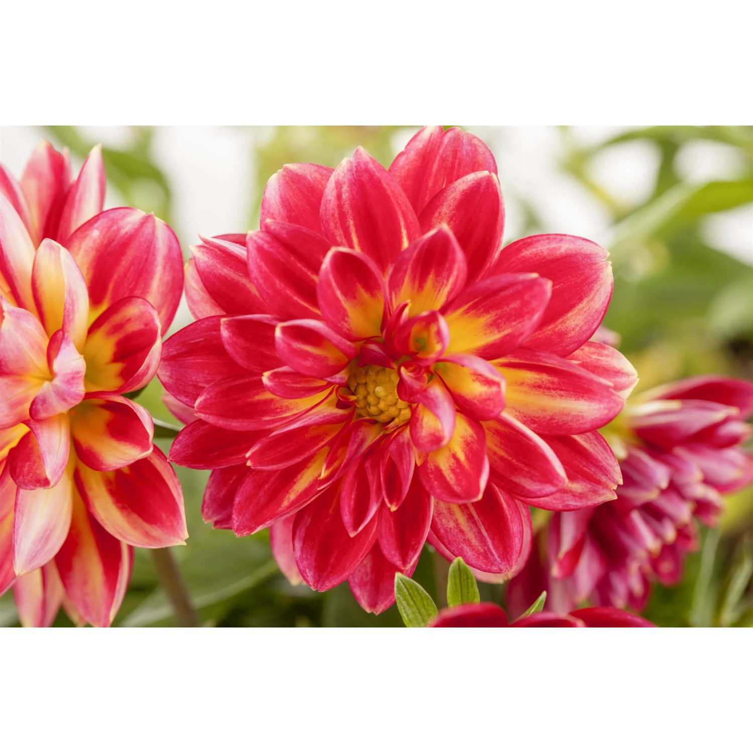 Nahaufnahme der orange-roten Dahlie 'Dahlietta Rachel' mit gelben Akzenten, ideal für Balkon und Garten.