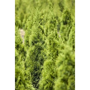 Thuja Smaragd Lebensbaum als Spirale, 100-125 cm hoch, immergrün.