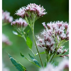 Nahaufnahme einer weißen Wasserdost-Staude (Eupatorium fistulosum) mit zarten Blüten.
