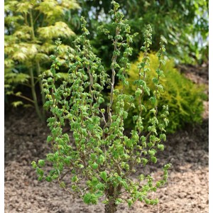 Zwerg-Korkenzieherhasel 'Scooter' (Corylus avellana) mit gedrehten Ästen und grünen Blättern.