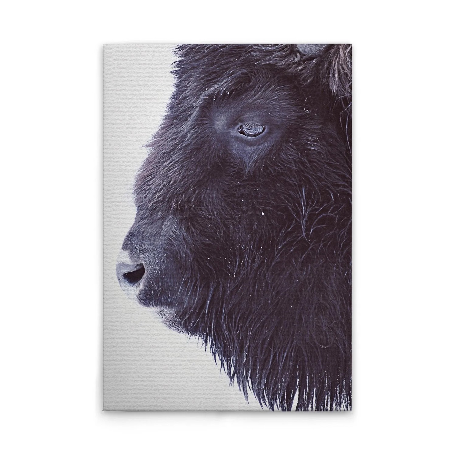 Tadessi Leinwandbild - M1-No.51081 - Tiere Büffel - 30 x 45 cm - Querformat