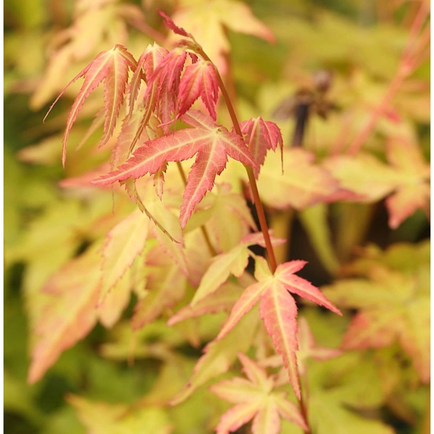 Fächerahorn Bii-Hoo 80-100cm - Acer palmatum günstig online kaufen