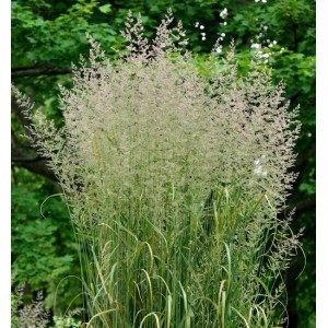 Reitgras 'Karl Förster' (Calamagrostis acutiflora) mit strohblonden Blütenständen im Garten.