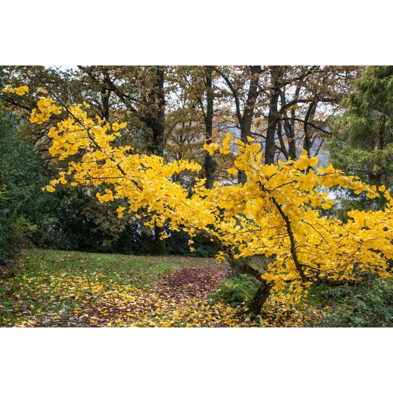 Ginkgo Biloba Horizontalis Fächerblattbaum 160 cm günstig online kaufen