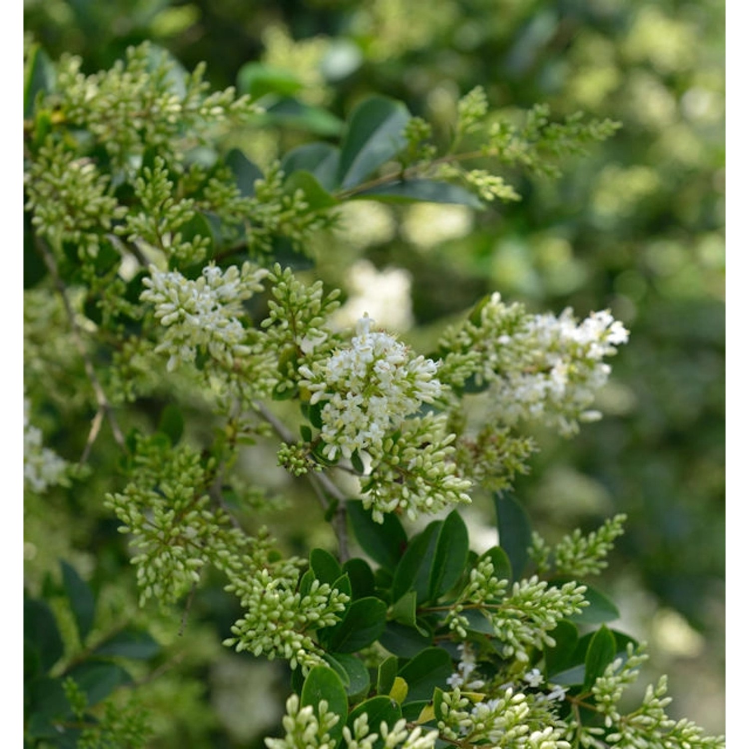 Ovalblättrige Liguster 125-150cm - Ligustrum ovalifolium günstig online kaufen