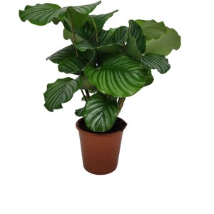 GROW by OBI Korbmarante Topf-Ø ca. 19 cm Calathea orbifolia