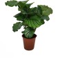 GROW by OBI Korbmarante Topf-Ø ca. 19 cm Calathea orbifolia