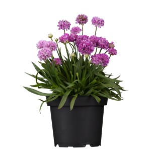 Grasnelke Dreameria im Topf, rosa-lila Blüten, ca. 19 cm Topf-Ø. Stehpflanze für Beet und Kübel.